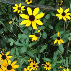 Meet your Posher, Isabella